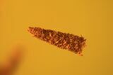 Detailed Fossil Caddisfly Larva (Trichopterae) In Baltic Amber #93835-1